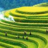 Tour Du lịch Mù Cang Chải của Du lịch Khát Vọng Việt – Kavo Travel có uy tín không?