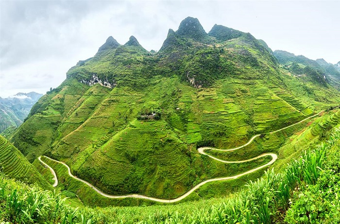 Một trong những điểm du lịch nổi tiếng tại Yên Minh chính là rừng thông Yên Minh