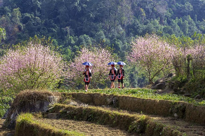 Mùa xuân cũng là thời điểm diễn ra nhiều lễ hội đặc trưng của các dân tộc vùng cao ở Bình Liêu