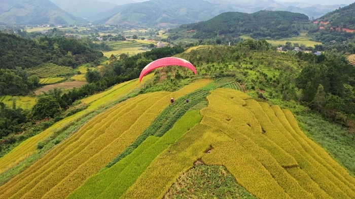 Những bông hoa cỏ lau trắng muốt phủ khắp sườn đồi, tạo nên cảnh tượng tuyệt đẹp