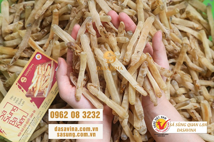 DASAVINA - Sá sùng Quan Lạn chính hiệu