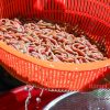 Rươi Tứ Kỳ của Dasavina chất lượng – giá tiết kiệm