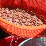 Rươi Tứ Kỳ của Dasavina chất lượng – giá tiết kiệm