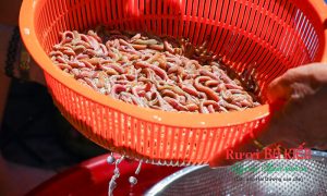 Rươi Tứ Kỳ của Dasavina chất lượng – giá tiết kiệm