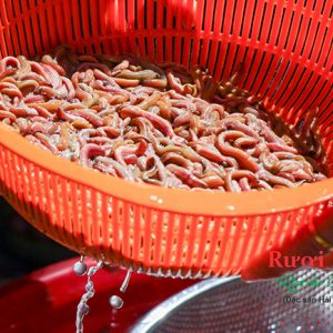Rươi Tứ Kỳ của Dasavina chất lượng – giá tiết kiệm