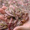 Rươi Tứ Kỳ đông lạnh ăn được không? Địa chỉ mua rươi ngon số 1 Hà Nội