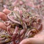 Rươi Tứ Kỳ đông lạnh ăn được không? Địa chỉ mua rươi ngon số 1 Hà Nội