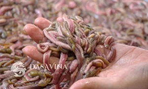 Rươi Tứ Kỳ đông lạnh ăn được không? Địa chỉ mua rươi ngon số 1 Hà Nội
