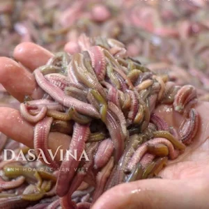 Rươi Tứ Kỳ đông lạnh ăn được không? Địa chỉ mua rươi ngon số 1 Hà Nội